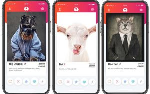 Get Bone – ứng dụng hẹn hò dành cho thú cưng đầu tiên tại Việt Nam lấy cảm hứng từ Tinder: Ý tưởng đột phá sáng tạo hay ‘ăn no rửng mỡ’?