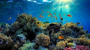 Great Barrier Reef- Kiệt tác san hô lớn nhất thế giới