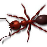 Download 12-Ants 5.22-Kiến bò trên màn hình